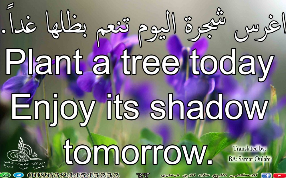 Plant a tree today Enjoy its shadow tomorrow.